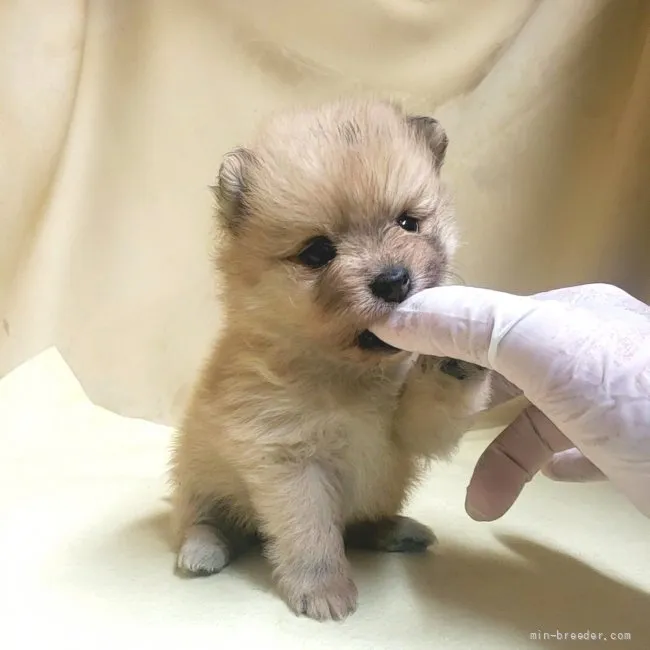 Y.S 様のお迎えした子犬