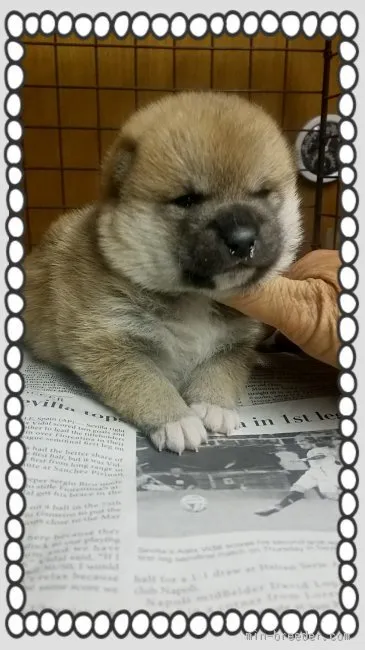 柴犬(標準サイズ)【茨城県・男の子・2016年2月25日・赤毛】の写真1