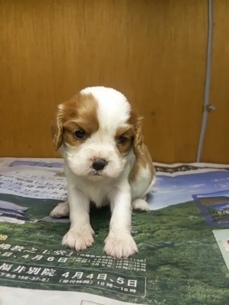 クレア まま 様のお迎えした子犬