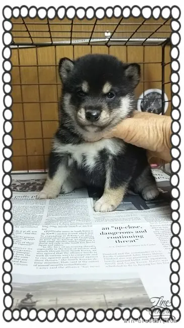 ドリィ 様のお迎えした子犬