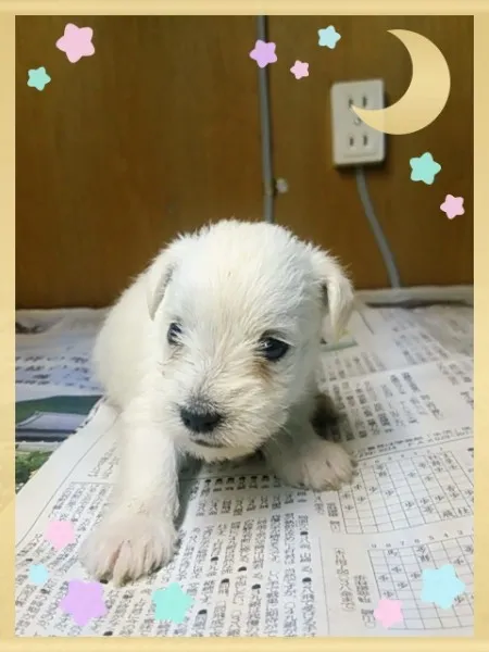 ◎マルシュー◎マルチーズ&amp;M.シュナウザー【茨城県・女の子・2014年7月23日・ホワイト】の写真1