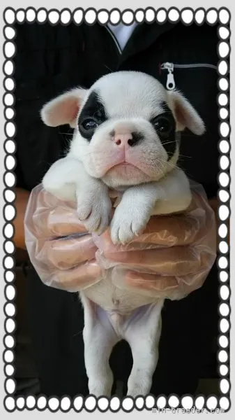 魂魄 様のお迎えした子犬