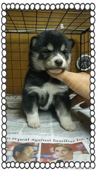 かえで 様のお迎えした子犬