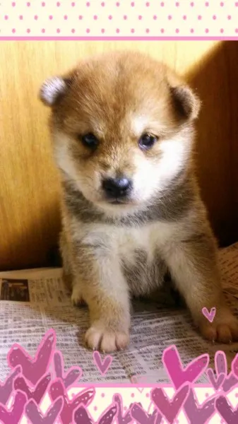 柴犬(標準サイズ)【茨城県・男の子・2014年5月21日・赤毛】の写真1「良い顔してます(///ω///)♪」