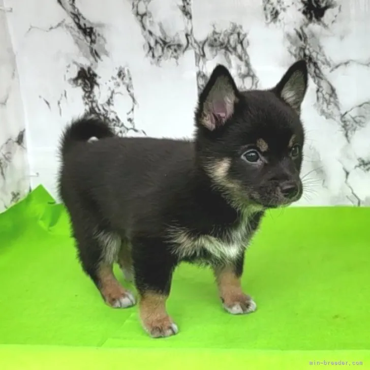 悠幸 様のお迎えした子犬