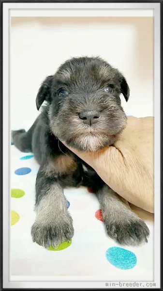 はりたろう 様のお迎えした子犬