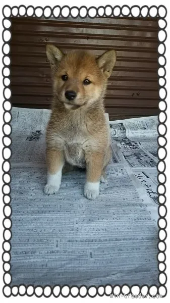 宏恵ちゃんママ 様のお迎えした子犬