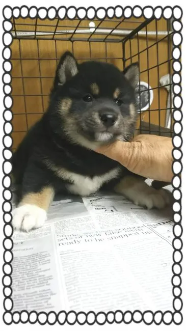 柴犬(標準サイズ)【茨城県・男の子・2016年7月11日・黒毛】の写真1