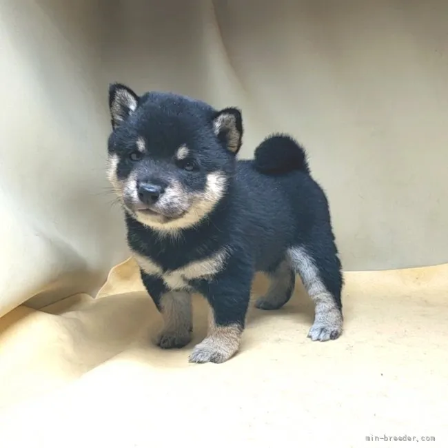 ごまちゃん 様のお迎えした子犬