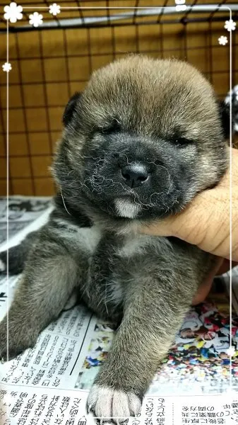 柴犬(標準サイズ)【茨城県・男の子・2015年4月9日・赤毛】の写真1