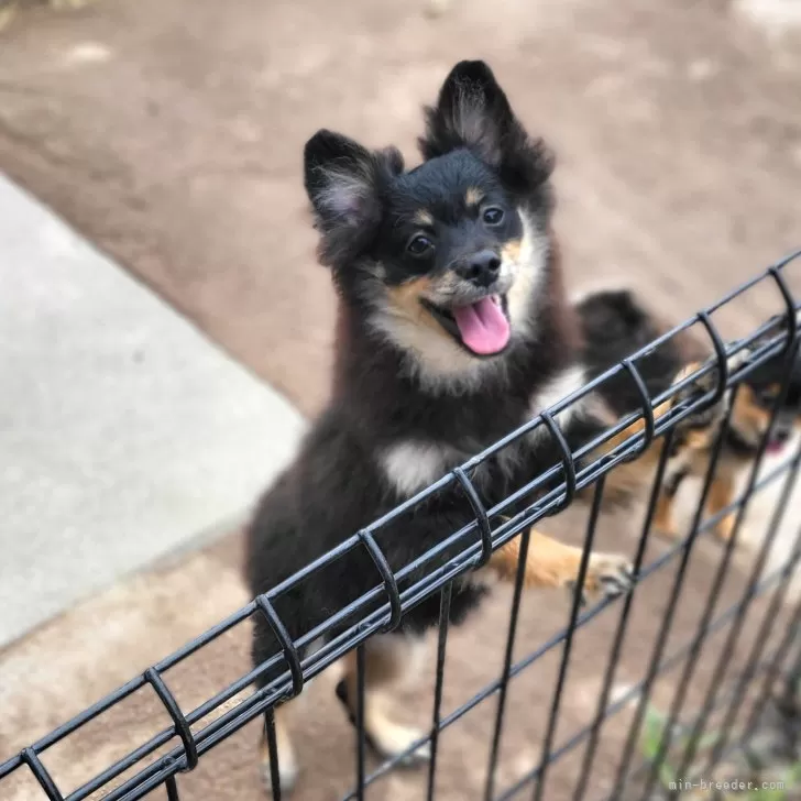 たっきー 様のお迎えした子犬