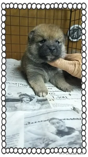 くうママ 様のお迎えした子犬