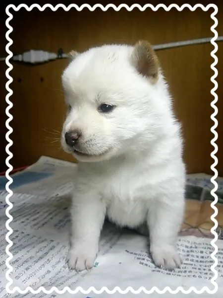 柴犬(標準サイズ)【茨城県・女の子・2015年1月22日・白毛】の写真1