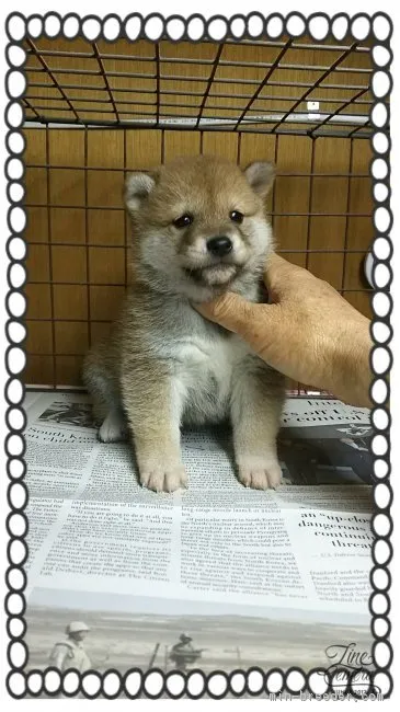 カムイパパ 様のお迎えした子犬