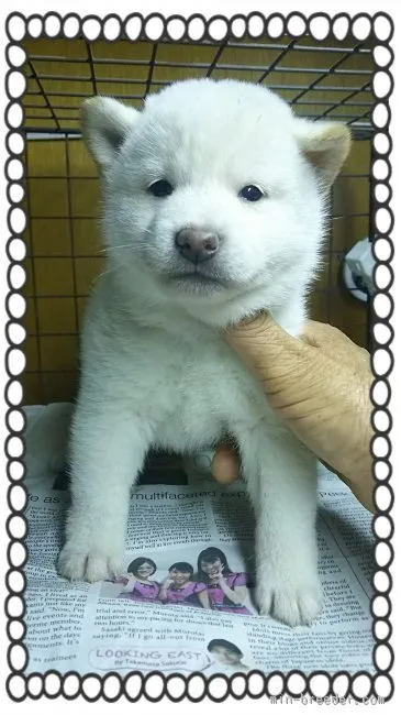 柴犬(標準サイズ)【茨城県・女の子・2016年1月14日・白毛】の写真1