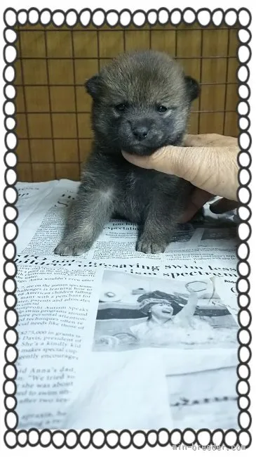 leilei 様のお迎えした子犬