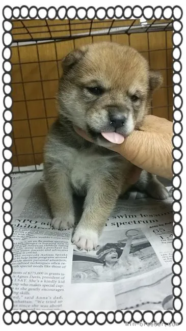 クッキー 様のお迎えした子犬