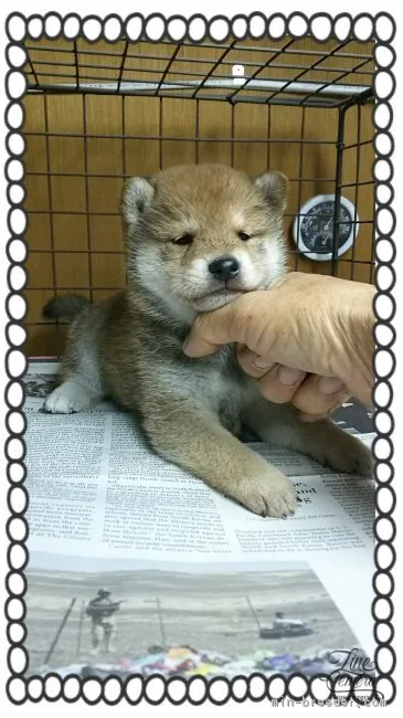 柴犬(標準サイズ)【茨城県・男の子・2016年3月3日・赤毛】の写真1