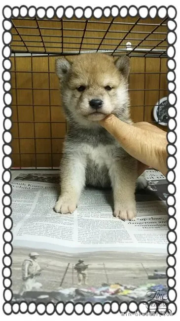 cダイアモンド 様のお迎えした子犬