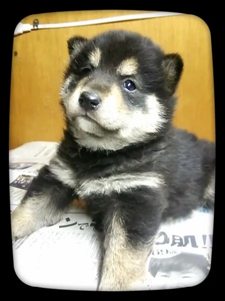 柴犬(標準サイズ)【茨城県・女の子・2014年11月6日・黒毛】の写真1