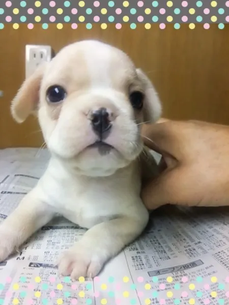 ゆうこにゃん 様のお迎えした子犬