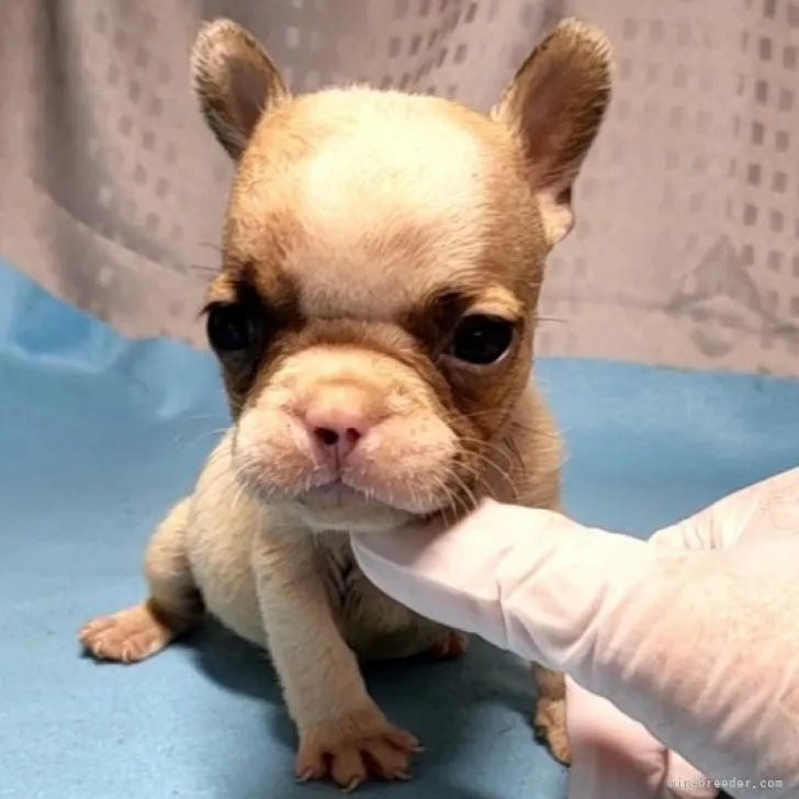 ケイツン 様のお迎えした子犬