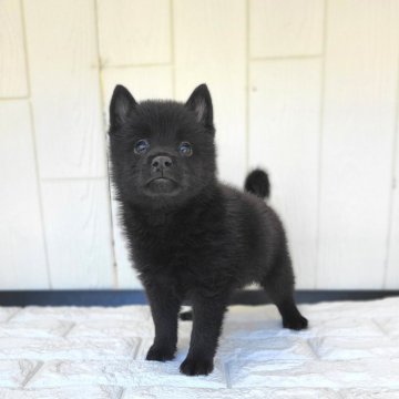 スキッパーキ【茨城県・女の子・2024年8月27日・ブラック】の写真「世界最高の室内番犬👿覚悟して飼って下さい(笑)」