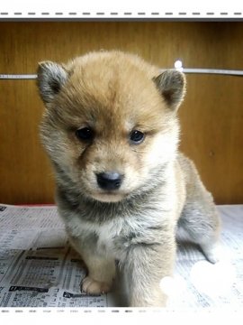 柴犬(標準サイズ)【茨城県・男の子・2014年11月5日・赤毛】の写真「可愛いいですよー♪」