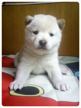 柴犬(標準サイズ)【茨城県・女の子・2015年1月22日・白毛】の写真「人気の白毛♪」