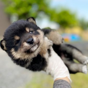 柴犬(豆柴)【茨城県・男の子・2024年3月25日・黒】の写真「5代祖豆柴⭐️まんまるプクプクで超可愛♥️」