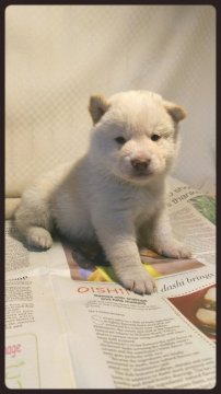 柴犬(標準サイズ)【茨城県・男の子・2018年2月17日・白毛】の写真「も〰️う❗️めっちゃまんまるぷくぷく❗️です💖」