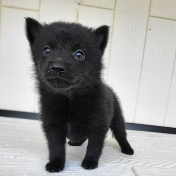 スキッパーキ【茨城県・女の子・2024年7月4日・ブラック】の写真「世界最高の室内番犬👿ブラックデビルに変身👿」