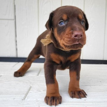 ドーベルマン【茨城県・女の子・2024年8月10日・ブラウンロート】の写真「父犬母犬共に外産の血統が入っております🐾」