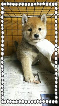 柴犬(標準サイズ)【茨城県・女の子・2017年1月14日・黒毛】の写真「兄弟唯一の女の子❤格好いいですよ〰❤」