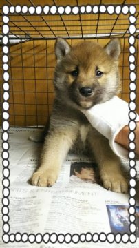 柴犬(標準サイズ)【茨城県・男の子・2017年1月14日・赤毛】の写真「まんまるぷくぷく😅」