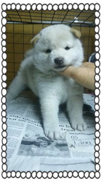 柴犬(標準サイズ)【茨城県・女の子・2015年11月20日・白毛】の写真「シロクマの販売です(*｀･ω･)ゞ…嘘です☺」