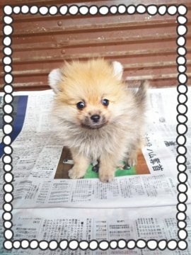 ポメラニアン【茨城県・男の子・2017年1月7日・オレンジ🍊】の写真「物凄く可愛いくて小っちゃいです❤」