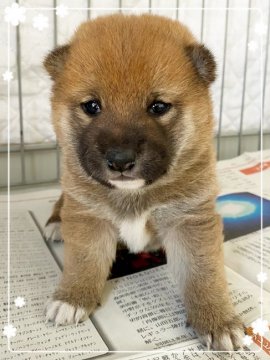 柴犬(豆柴)【茨城県・女の子・2020年12月18日・赤】の写真「パパ〰️3代豆柴🌟ママ〰️豆柴認定犬🌟」