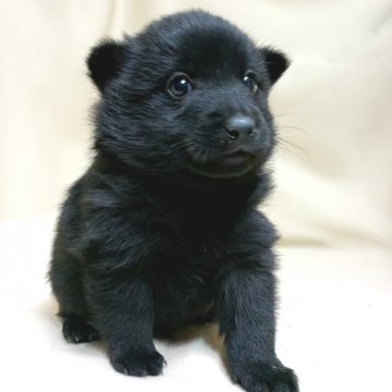 スキッパーキ【茨城県・男の子・2020年11月7日・ブラック】の写真「世界最高の室内番犬🌠黒い弾丸🔫超まんまる🔴」