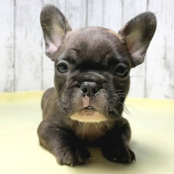 フレンチブルドッグ【茨城県・男の子・2023年7月19日・ブリンドル】の写真「小さく育ちそうなチビブル🐽です♥️」