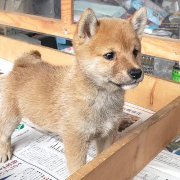 柴犬(豆柴)【茨城県・女の子・2020年7月14日・赤】の写真「三代祖豆柴🌟🌟父母遺伝子検査クリア❕」