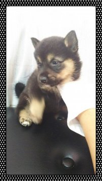 パパ〰柴犬  ママ〰コーギーmix犬【茨城県・女の子・2017年5月5日・ブラックタン】の写真「オンリーワンのデザイン犬❤」