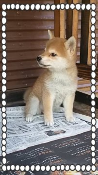 柴犬(標準サイズ)【茨城県・女の子・2015年9月24日・赤毛】の写真「小さめのとても質の良い柴っこです❤」