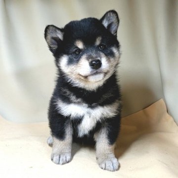 柴犬(豆柴)【茨城県・男の子・2021年1月24日・黒】の写真「スペシャルな黒豆柴🌟両親共に遺伝子検査クリア🌟」