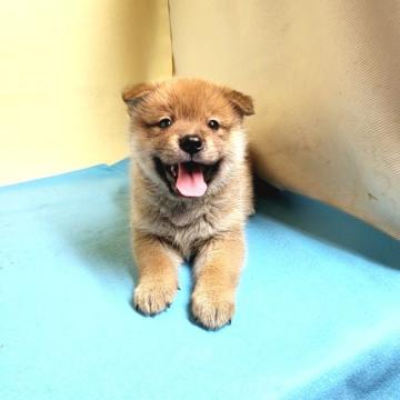 ポメ柴(パパ〰️ポメラニアン ママ〰️柴犬)【茨城県・男の子・2022年7月4日・赤】の写真「ポメと柴の良いところ取り🌟大きめ❤️可愛♥️」