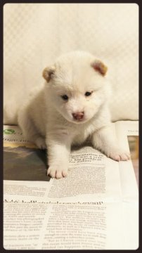 柴犬(標準サイズ)【茨城県・女の子・2018年2月17日・白毛】の写真「も〰️う❗️めっちゃまんまるぷくぷく❗️です💖」