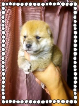 柴犬(標準サイズ)【茨城県・男の子・2014年9月11日・赤毛】の写真「質の良い柴犬です!!」