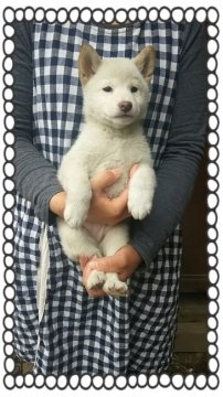 柴犬(標準サイズ)【茨城県・男の子・2016年1月14日・白毛】の写真「凛々しくなりました❤」