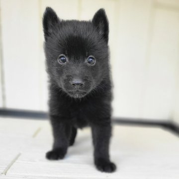 スキッパーキ【茨城県・男の子・2024年7月4日・ブラック】の写真「世界最高の室内番犬👿ブラックデビルに変身👿」