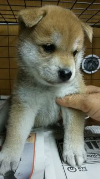 柴犬(標準サイズ)【茨城県・男の子・2015年4月30日・赤毛】の写真「良い柴っこですよ〰☺」